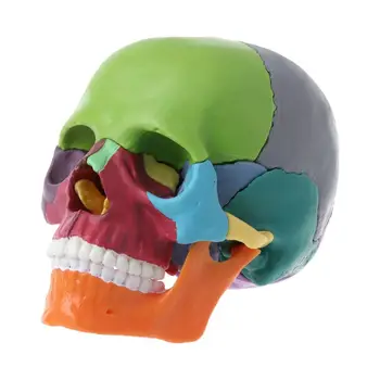 15 шт./компл. 4D Цветная анатомическая модель черепа в разобранном виде, съемный учебный инструмент, прямая поставка